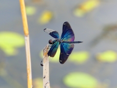 P1090076：チョウトンボ_R