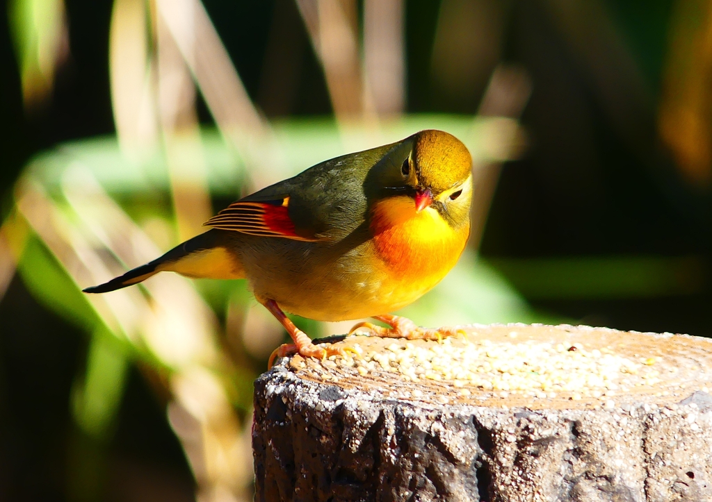 P1620595：ソウシチョウ_R