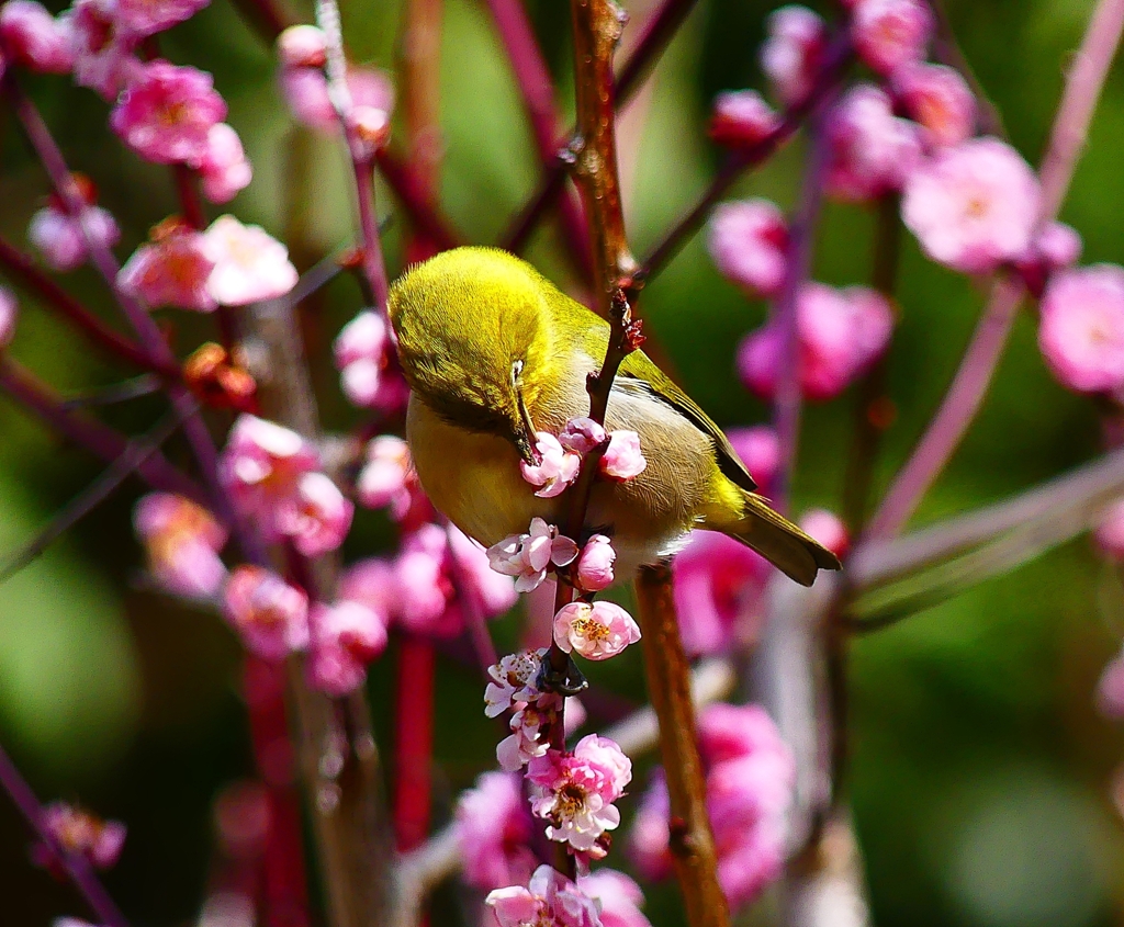 P4840732：梅にメジロ_R
