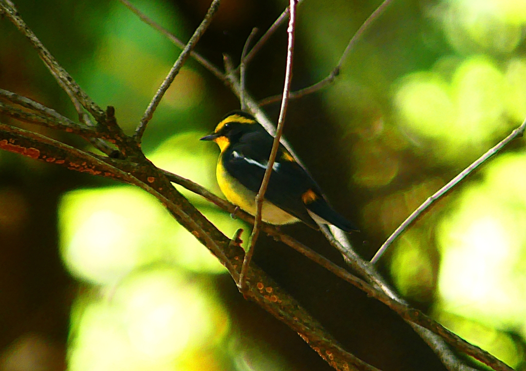 P1330027：キビタキ（オス）_R