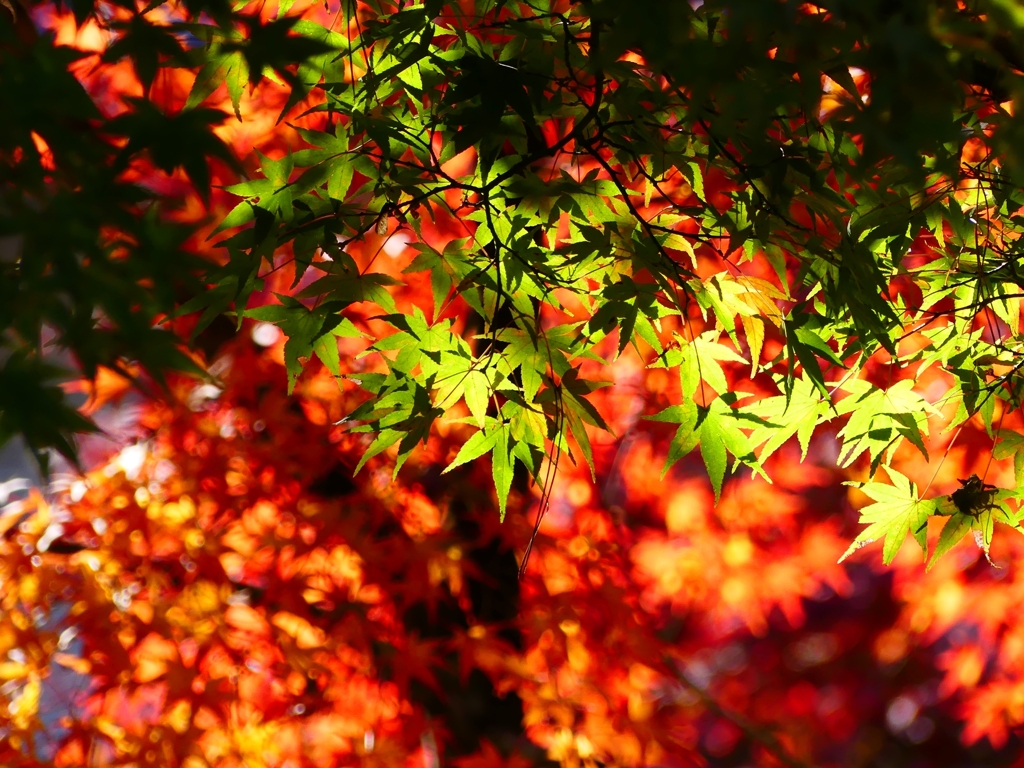 P1030362：南禅寺＜京都の紅葉＞_R