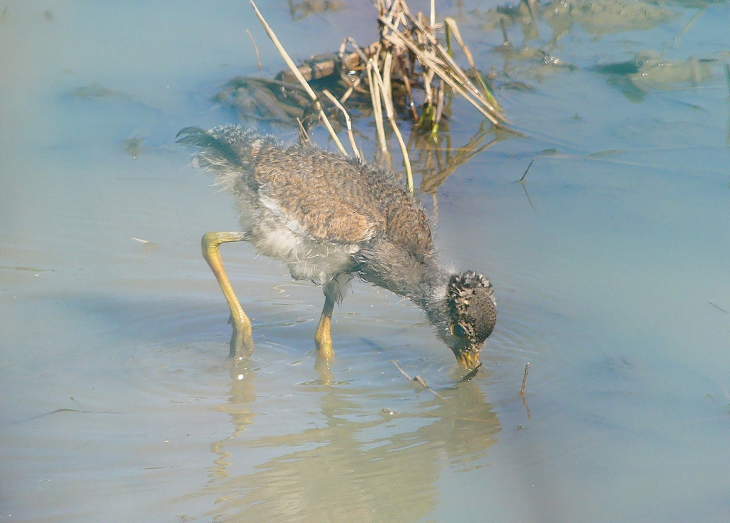 P4960114：ケリのヒナ_R