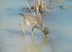 P4960114：ケリのヒナ_R