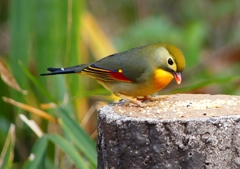 P1600219：ソウシチョウ_R