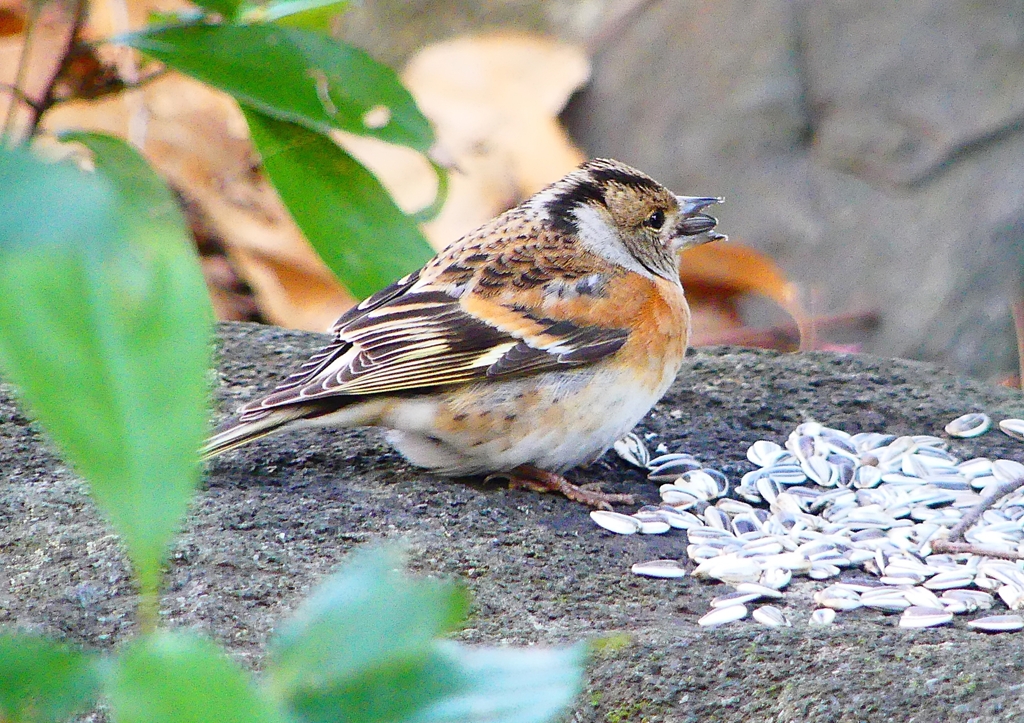 P1710091：アトリ_R