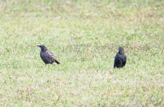 P4500082：ホシムクドリ_R