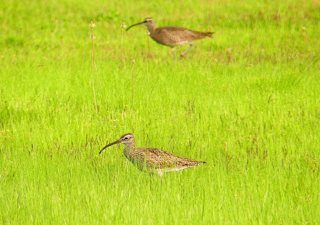 P1990704：チュウシャクシギ_R