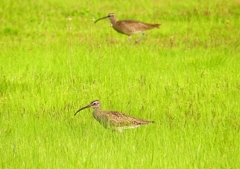 P1990704：チュウシャクシギ_R