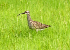 P2020609：チュウシャクシギ_R