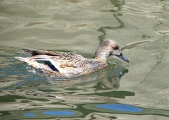 P1820368：ヨシガモ_R