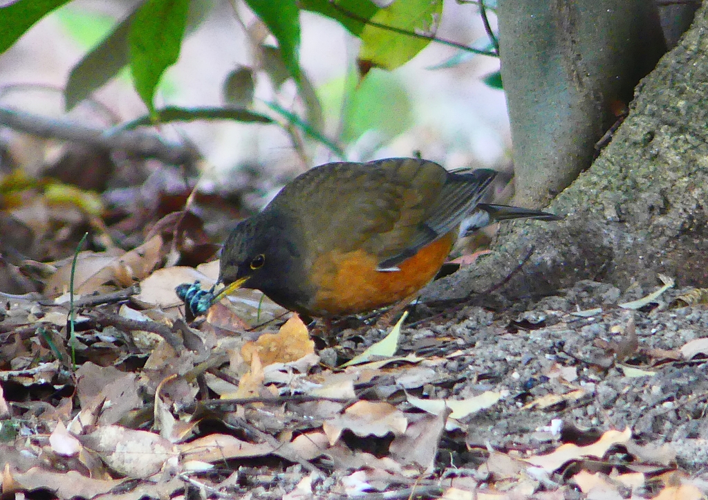 P1770854：オオアカハラ_R