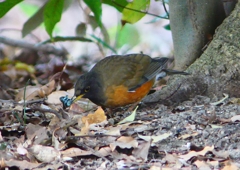 P1770854：オオアカハラ_R