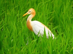 P1060079：アマサギ_R