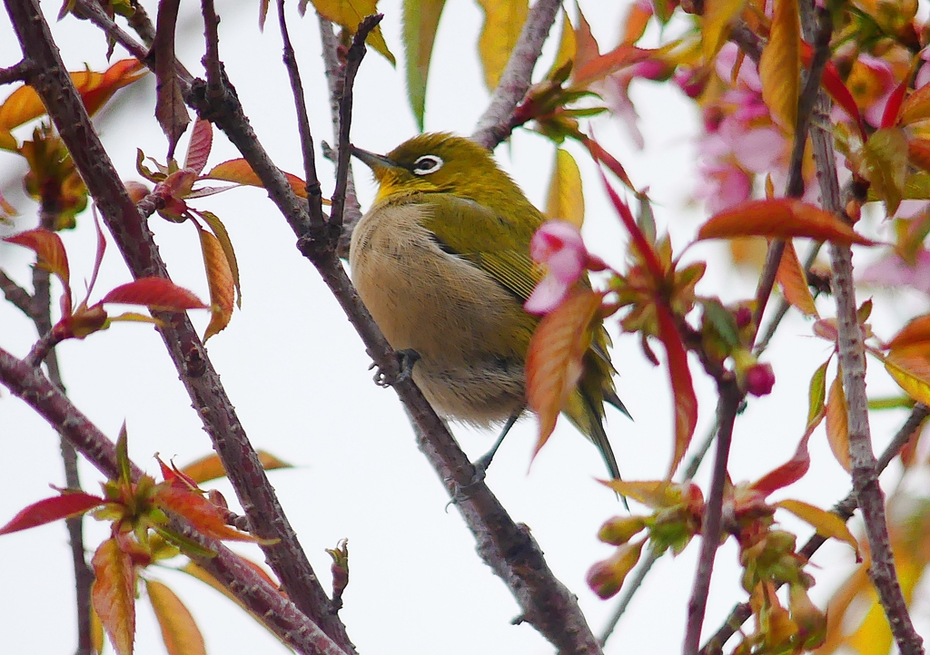 P1600043：桜メジロ_R