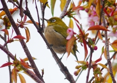 P1600043：桜メジロ_R