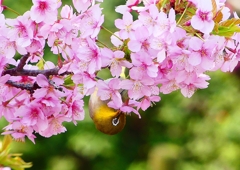 P1890721：河津桜にメジロ_R