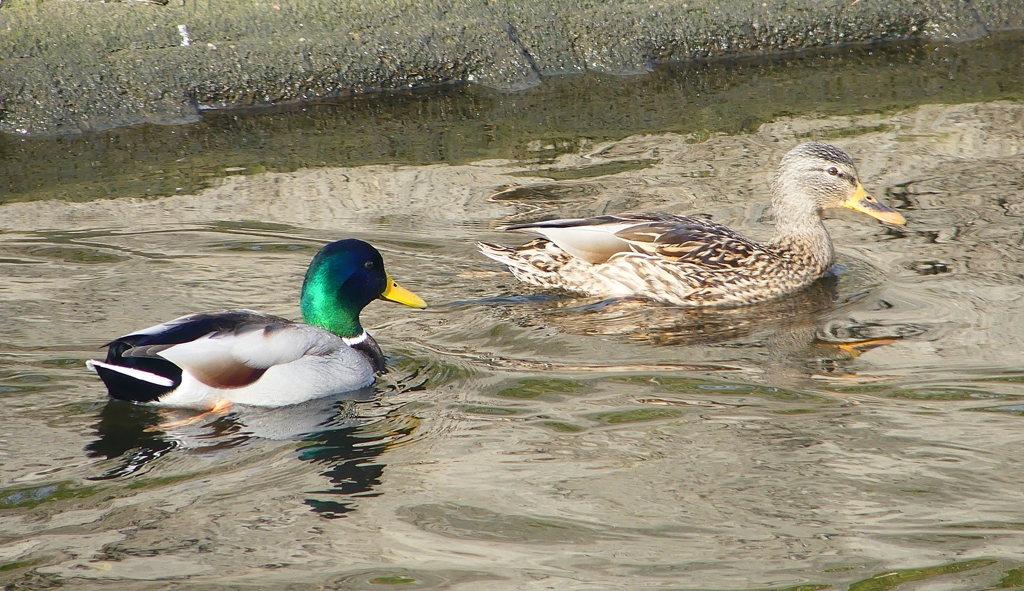 P1570747：マガモ_R