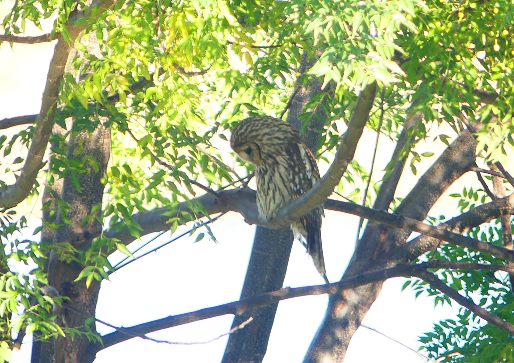 P1450228：フクロウ_R