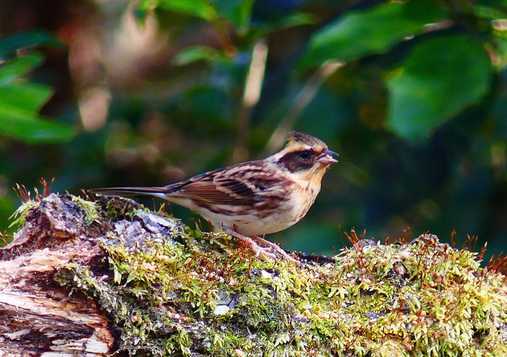 P4570403：ミヤマホオジロ（メス）_R