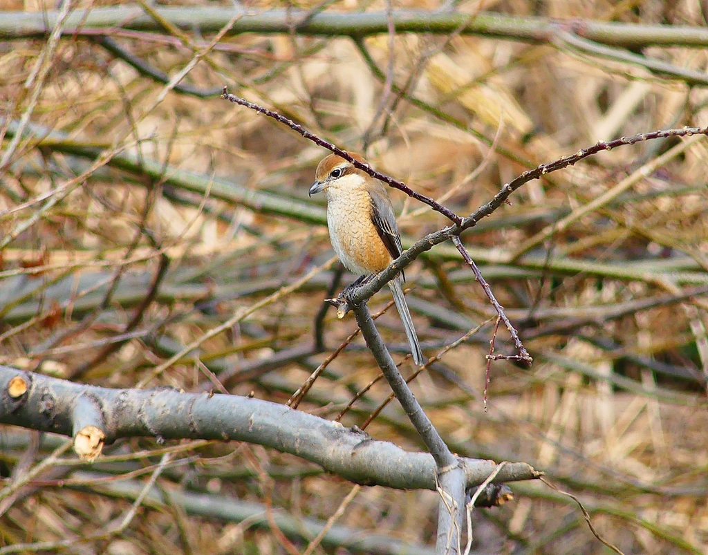 P4760841：モズ（メス）_R