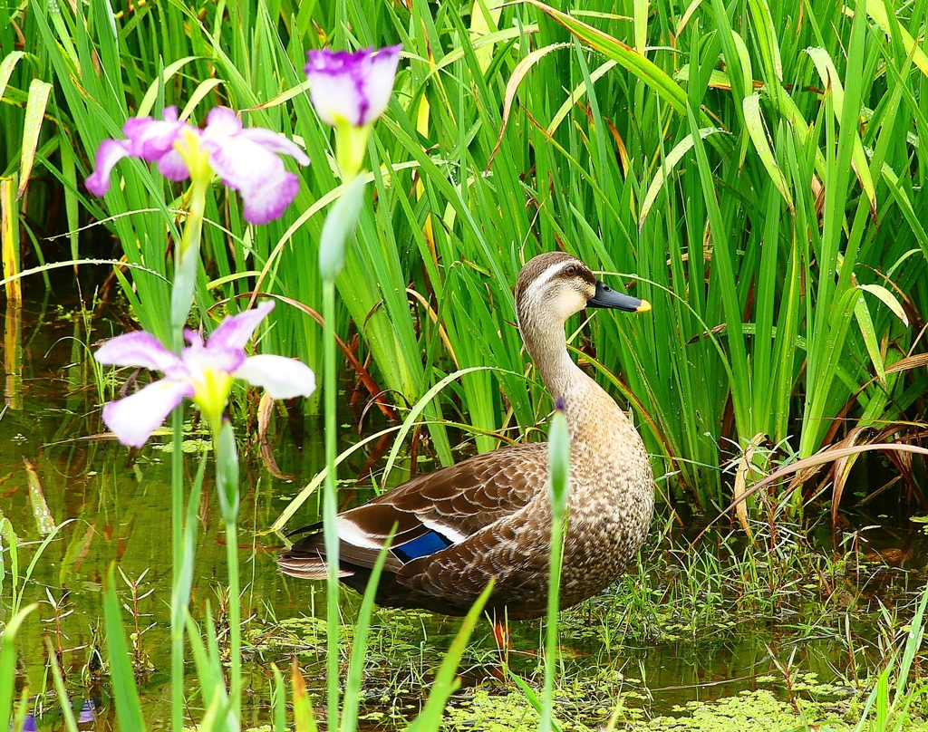 P4170733：菖蒲とカルガモ_R