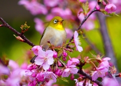 P1870076：河津桜にメジロ_R