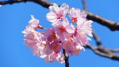 P1900250：桜（ピンク色）_R