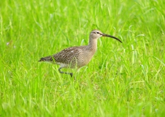 P1990266：チュウシャクシギ_R