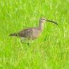 P1990266：チュウシャクシギ_R