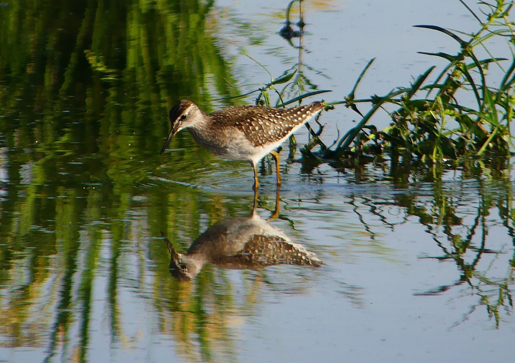 P1250441：タカブシギ_R
