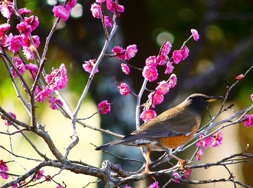 P4740167：オオアカハラ（オス）_R