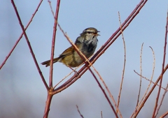 P1840312：ウグイス_R