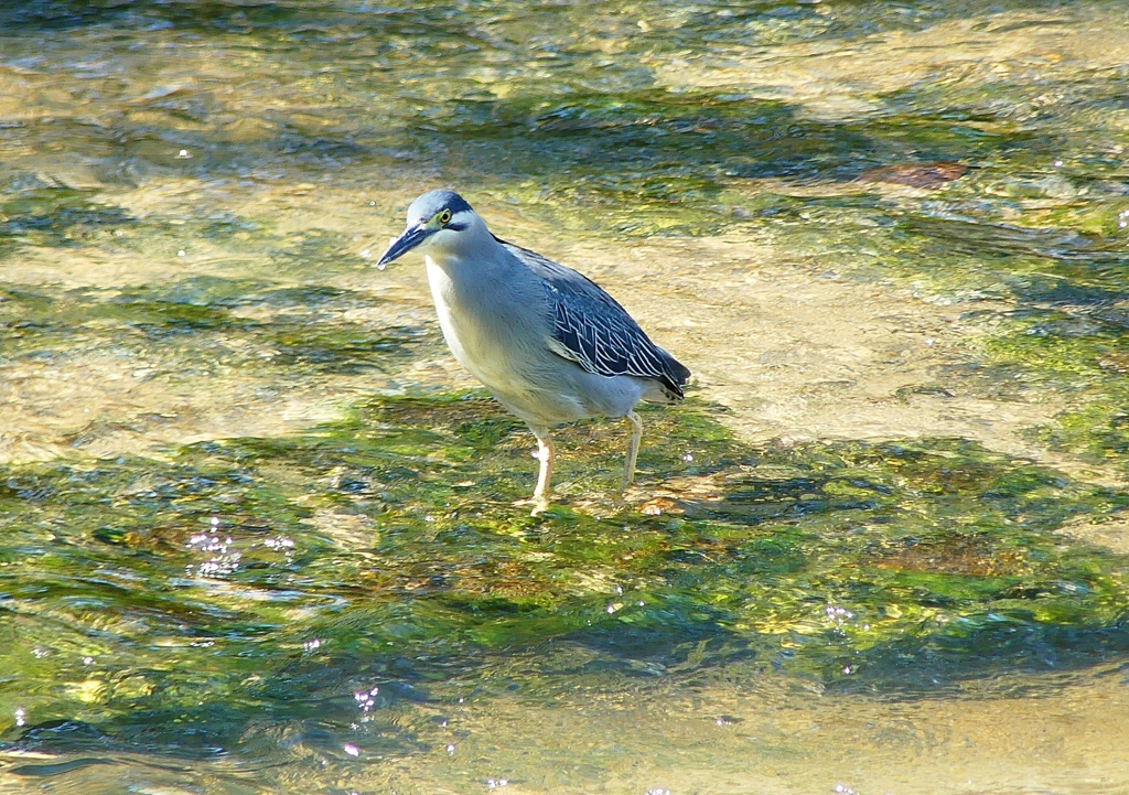 P1020125：ササゴイ_R