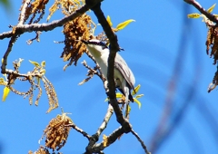 P1950908：サンショウクイ_R