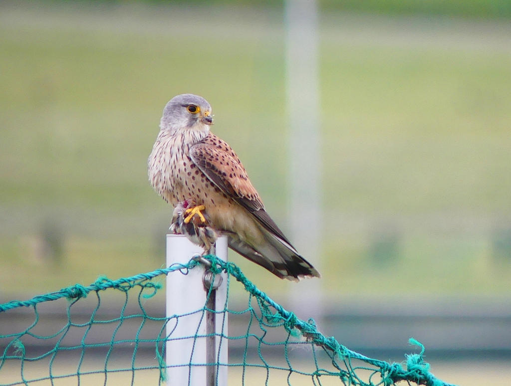 P4050835：チョウゲンボウ_R