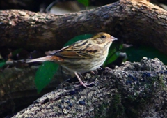 P1740562：クロジ_R