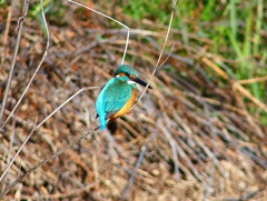 P4800428：カワセミ（オス）_R