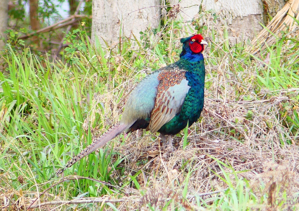 P1840767：キジ（オス）_R