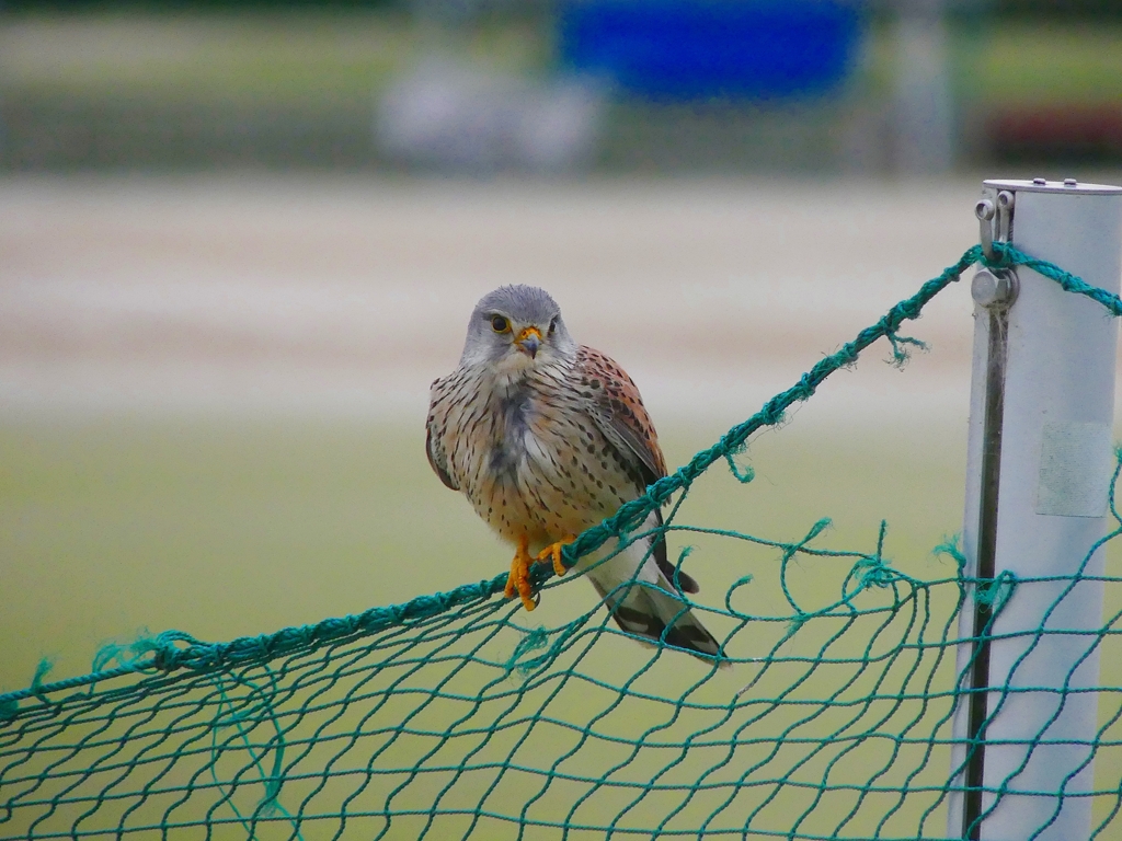 P4060036：チョウゲンボウ_R