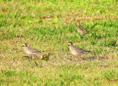 P4420340：ムナグロ_R