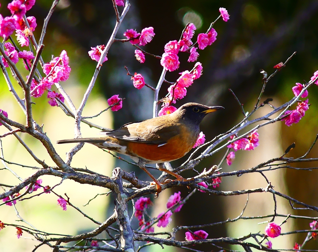 P4740131：オオアカハラ（オス）_R