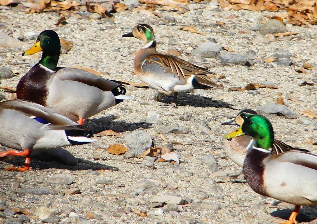 P1600456：トモエガモ、マガモ_R