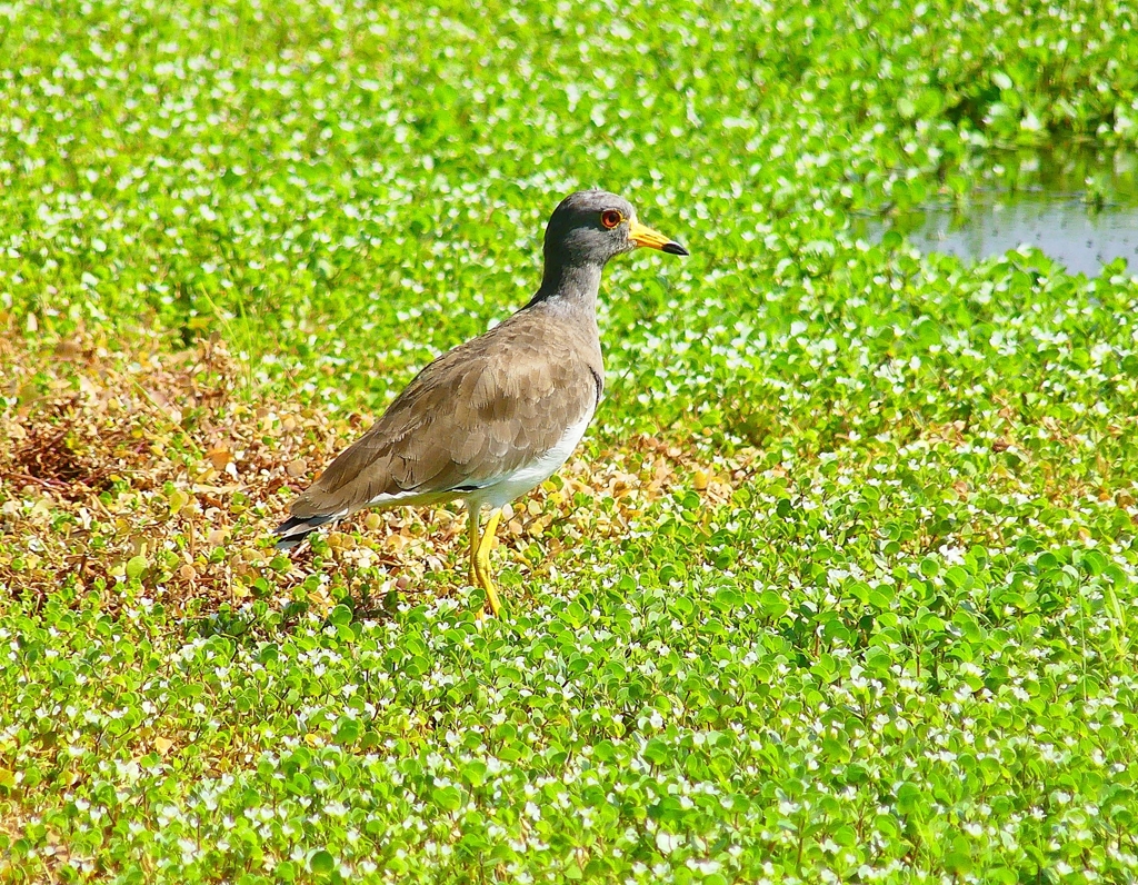 P4280223：ケリ_R