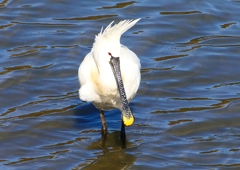 P1700414：ヘラサギ_R