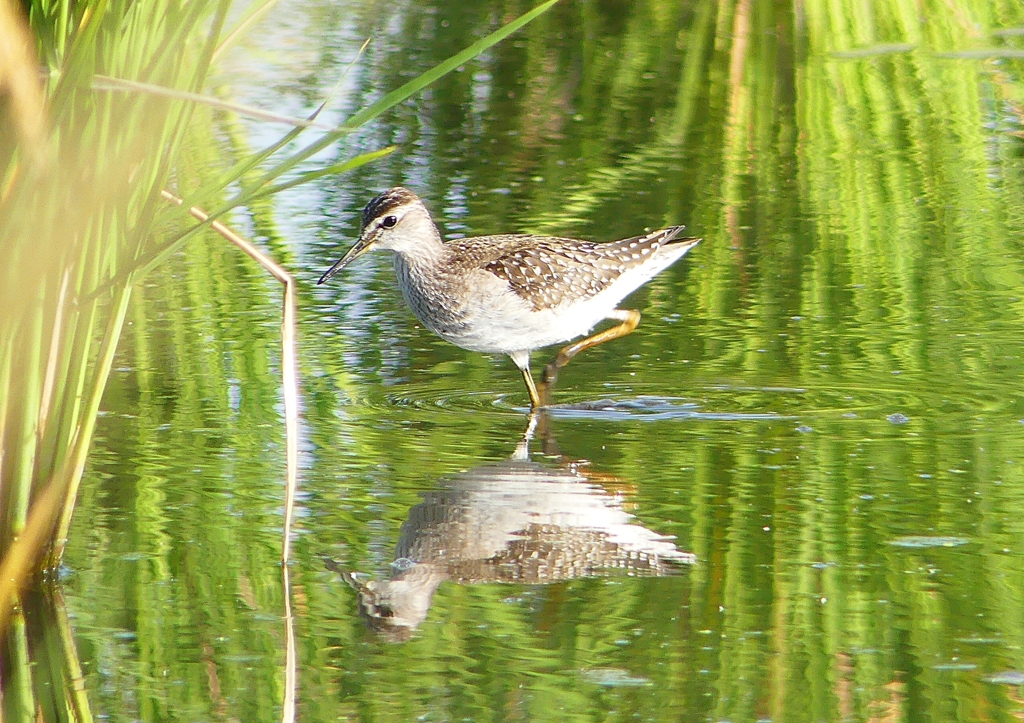 P1250476：タカブシギ_R
