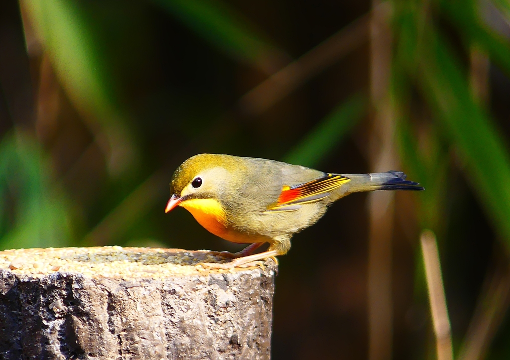 P1890072：ソウシチョウ_R