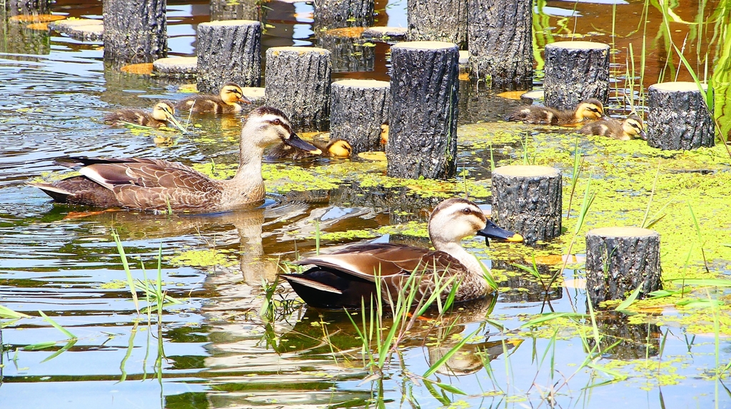 P1000478：カルガモ親子_R