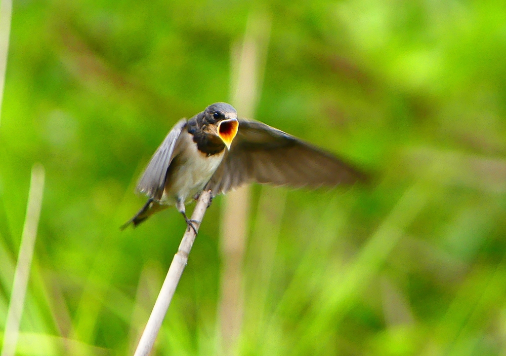 P1010328：ツバメ（幼鳥）_R