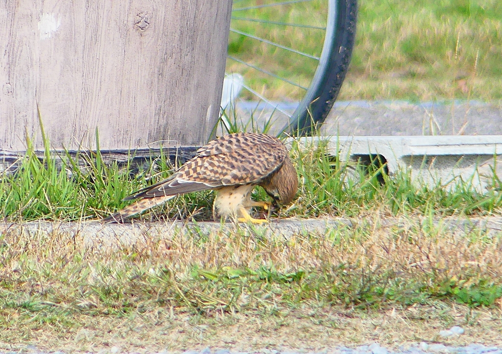 P1380791：チョウゲンボウ_R