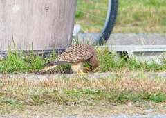P1380791：チョウゲンボウ_R